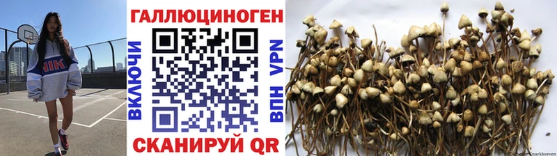 Галлюциногенные грибы Psilocybine cubensis Бокситогорск